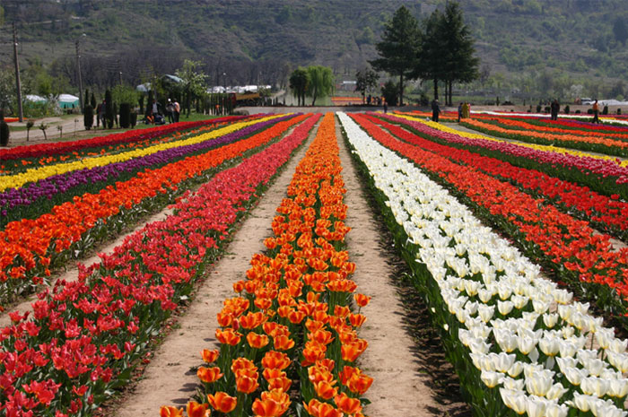 Essence of Tulips - Countryside Kashmir