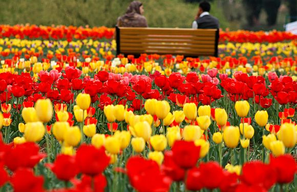 Tulip Garden - Countryside Kashmir