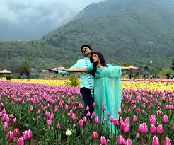 Explore Tulips in Kashmir - Countryside Kashmir