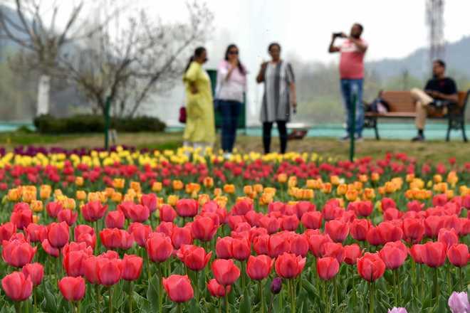 Tulip Garden - Countryside Kashmir