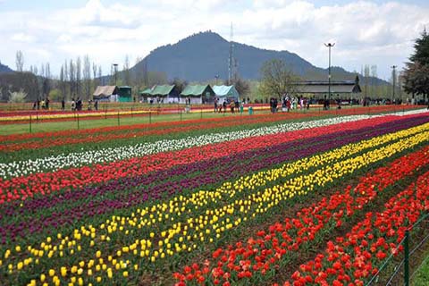 This year, lighting system and other surprises at Tulip Garden - Countryside Kashmir