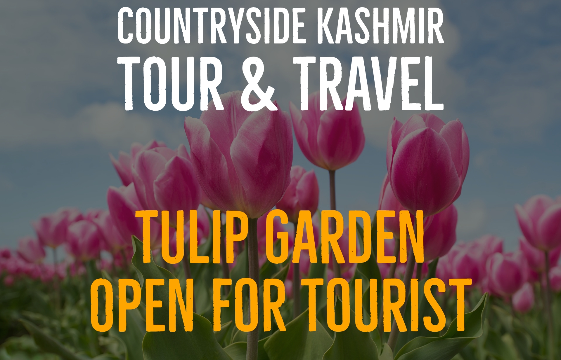 Tulip Garden thrown open for visitors - Countryside Kashmir