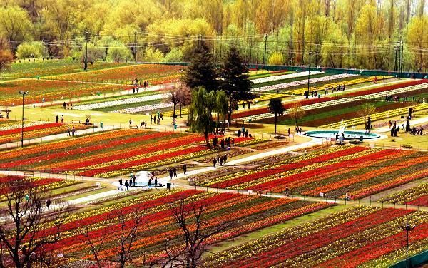 Tulip Garden likely to be thrown open by March end - Countryside Kashmir