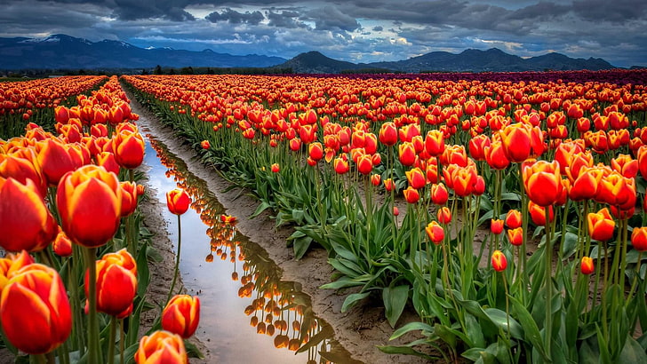 12 lakh Tulip bulbs planted in Asia's largest Tulip garden this year - Countryside Kashmir