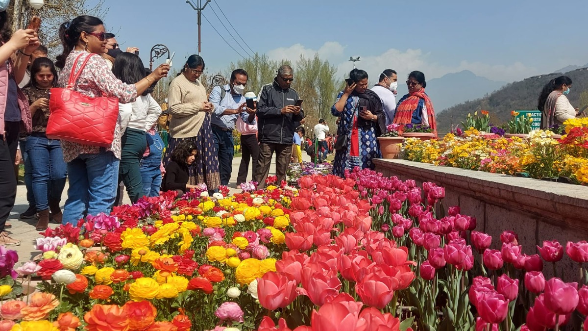 This year, Srinagar's largest tulip garden will include four new varieties. - Countryside Kashmir